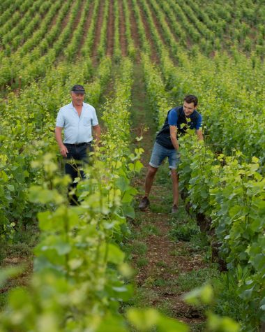 Patrick et Stéphane Maroiller dans les vignes